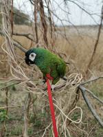Zaginiona papuga Tosia: Właściciele apelują o pomoc
