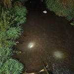 Śnięte ryby na rzece Cielnica: trwają badania przyczyn zjawiska