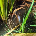 Śnięte ryby na rzece Cielnica: trwają badania przyczyn zjawiska