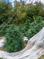 Plantacja marihuany w gminie Wilków zlikwidowana