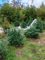 Plantacja marihuany w gminie Wilków zlikwidowana