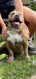 10.000 zł nagrody dla tego, kto wskaże miejsce zagubionego psa