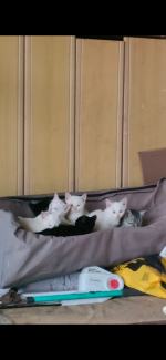 Zderzenie dwóch ciężarówek na autostradzie A4