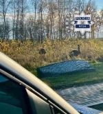 Niecodzienna interwencja policjantów z udziałem strusi!