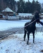 Koń wpadł do stawu w miejscowości Leśna - interwencja strażaków