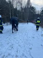 Koń wpadł do stawu w miejscowości Leśna - interwencja strażaków