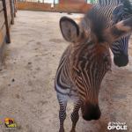 Nowe narodziny w opolskim zoo