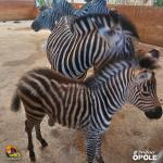 Nowe narodziny w opolskim zoo