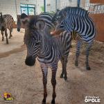 Nowe narodziny w opolskim zoo