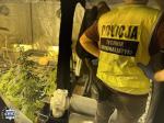 Sprzęt, namioty, suszarnia - 37-latek z Wrocławia odpowie za uprawę marihuany