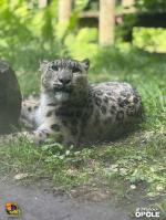 Pantera śnieżna z Opola wyjechała do Francji. Wkrótce w zoo nowy samiec