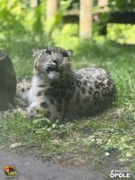 Pantera śnieżna z Opola wyjechała do Francji. Wkrótce w zoo nowy samiec