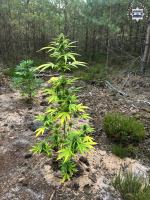 33-latek wpadł w ręce policjantów, gdy podlewał konopie