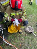 Kotek wpadł do studni w Kotlarni. Na szczęście przyszła pomoc 