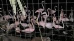 Nocne zwiedzanie zoo przyciągnęło tłumy opolan (Wideo)