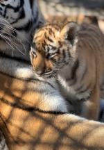 Trudne tygodnie w opolskim zoo. Dwie tygrysice wyzdrowiały, trzecia nie przetrwała