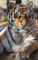 Trudne tygodnie w opolskim zoo. Dwie tygrysice wyzdrowiały, trzecia nie przetrwała