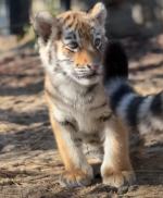 Trudne tygodnie w opolskim zoo. Dwie tygrysice wyzdrowiały, trzecia nie przetrwała