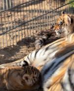 Trudne tygodnie w opolskim zoo. Dwie tygrysice wyzdrowiały, trzecia nie przetrwała