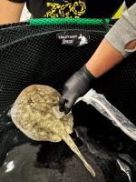 Sukces hodowlany w opolskim zoo. Pierwsze w Europie narodziny płaszczek Urobatis jamaicensis