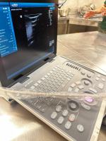 Sukces hodowlany w opolskim zoo. Pierwsze w Europie narodziny płaszczek Urobatis jamaicensis