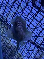 Sukces hodowlany w opolskim zoo. Pierwsze w Europie narodziny płaszczek Urobatis jamaicensis