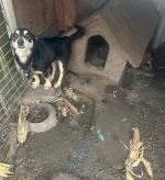 Skrajne zaniedbanie psów w powiecie kluczborskim. Sprawą zajmuje się prokuratura