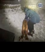 Pies nabił się na płot - uratowali go policjanci z Głubczyc