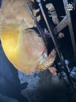 Pies nabił się na płot - uratowali go policjanci z Głubczyc