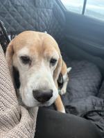 Nieletnia miała szarpać i rzucać psem. Daisy odebrana po interwencji w Opolu