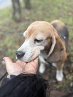 Nieletnia miała szarpać i rzucać psem. Daisy odebrana po interwencji w Opolu