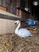 Nietypowa interwencja drogówki - łabędź uwięziony w ogrodzeniu