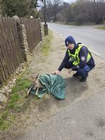 Namysłów: Policjanci pomogli rannym sarnom. Zwierzęta trafiły do azylu