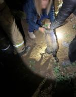 Kilkugodzinna akcja strażaków. Zwierzę utknęło pod ziemią