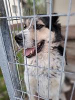 "Pomóżcie mi ocalić życie Hałka". Schronisko odpowiada na zarzuty byłej wolontariuszki