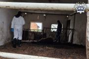Niehumanitarne warunki w gospodarstwie - właściciel odpowie za znęcanie się nad zwierzętami - 20250918002709_77-312399_4.jpg