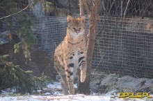 Nocne zwiedzanie opolskiego ZOO