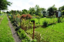 Plaga działkowych kradzieży