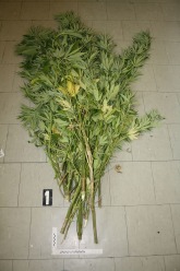 Pięciu nastolatków zatrzymanych za włamania