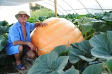 Półtonowa dynia-rekordzistka urosła w Zdzieszowicach