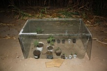 Ukryli uprawę konopii na polu kukurydzy