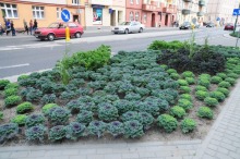 W centrum Opola wyrosła kapusta