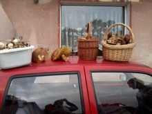 Ostatnie chwile na grzybobranie - czekamy na Wasze zdjęcia!