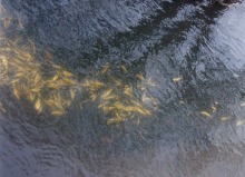 Wpuścił do rzeki kilkaset śniętych ryb