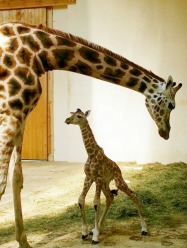 W opolskim zoo urodziła się żyrafa