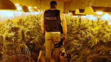 Policjanci z CBŚ zlikwidowali plantację konopi pod Opolem