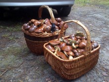 Grzybów w lasach nie brakuje. Zobacz kolejne zdjęcia czytelników.