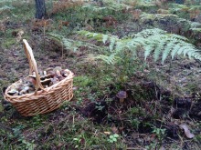 Grzybów w lasach nie brakuje. Zobacz kolejne zdjęcia czytelników.
