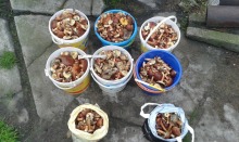 Grzybów w lasach nie brakuje. Zobacz kolejne zdjęcia czytelników.