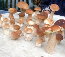 Grzybów w lasach nie brakuje. Zobacz kolejne zdjęcia czytelników.